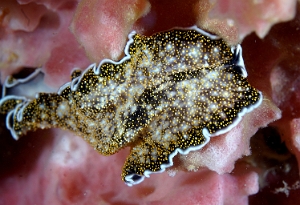 North Sulawesi-2018-DSC03517_rc- Polyclad flatworm pseudocerotidae - Ver plat -Aconthozoon sp